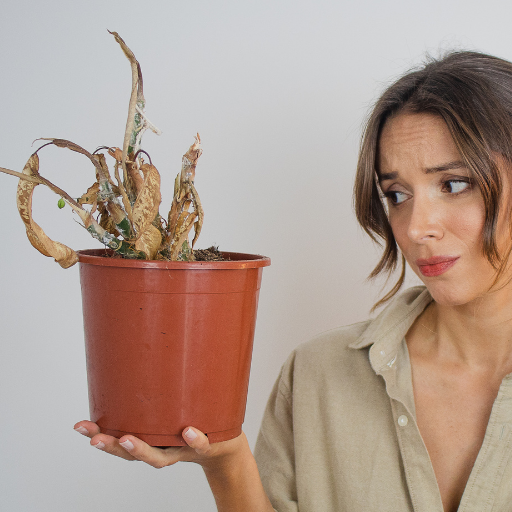 dead plant
